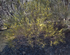 Acacia desertorum