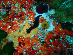 Tambja capensis