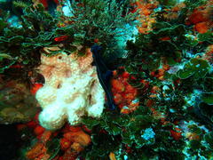 Tambja capensis