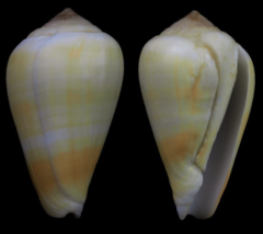 Conus annegretae