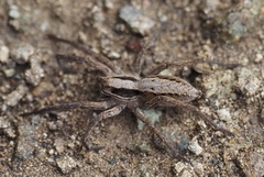 Alopecosa inquilina