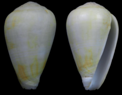 Conus annegretae