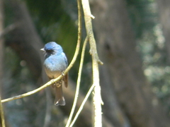 Eumyias albicaudatus
