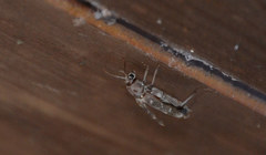 Xylotrechus stebbingi