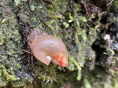 Calostoma japonicum