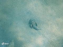 Inimicus filamentosus