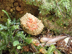 Calostoma japonicum