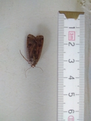 Noctua pronuba