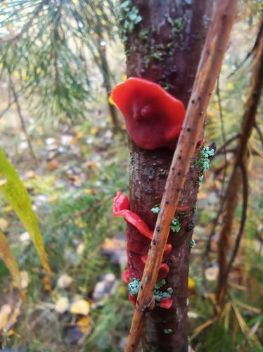 scarlet splash (Cytidia salicina)