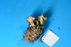 Tricholoma terreum image