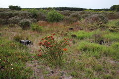 Liparia splendens splendens