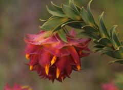 Liparia splendens splendens