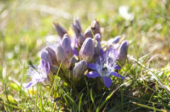 Gentianella austriaca