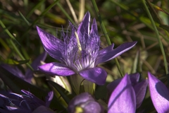 Gentianella austriaca