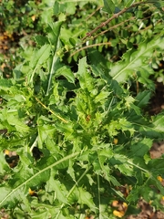 Cirsium arvense