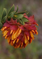 Liparia splendens splendens