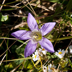 Gentianella austriaca