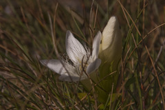 Gentianella austriaca