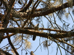 Argya striata