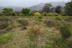 Liparia splendens splendens