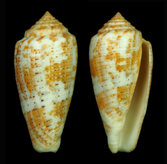 Conus arafurensis