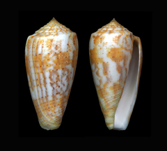 Conus arafurensis