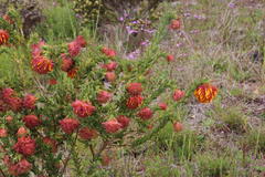 Liparia splendens splendens