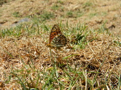 Argynnis hyperbius hybrida