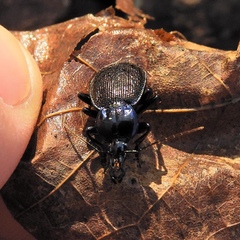 Sphaeroderus stenostomus