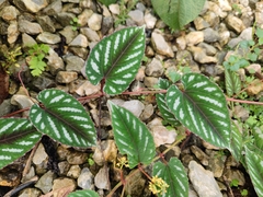 Cissus discolor
