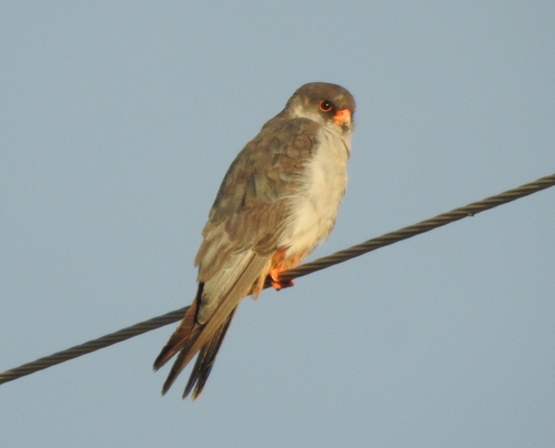 Amur Falcon (Falco amurensis), photo 7
