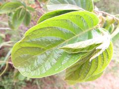 Antidesma venosum