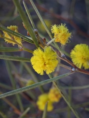 Acacia desertorum