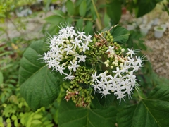 Clerodendrum colebrookianum