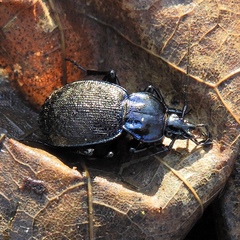 Sphaeroderus stenostomus