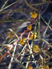 Acacia desertorum