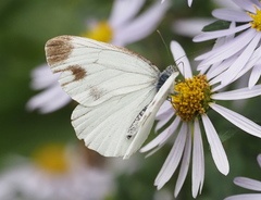 Pieris dulcinea