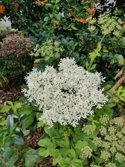 Heracleum sphondylium