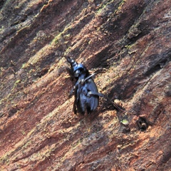 Sphaeroderus stenostomus