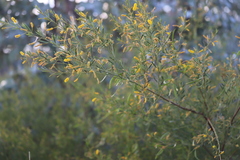 Acacia lysiphloia