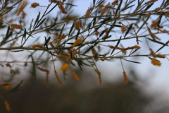 Acacia lysiphloia