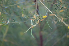 Acacia lysiphloia
