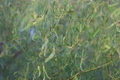 Acacia lysiphloia