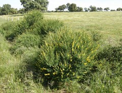 Adenocarpus complicatus
