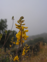 Adenocarpus complicatus