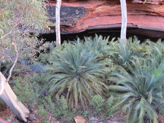 Macrozamia macdonnellii