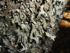 Parmelia submontana