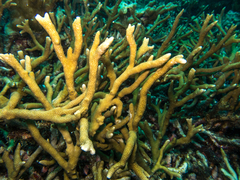 Porites nigrescens