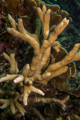 Porites nigrescens