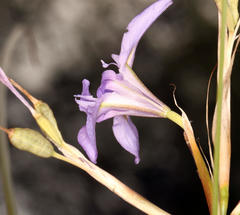 Moraea polystachya